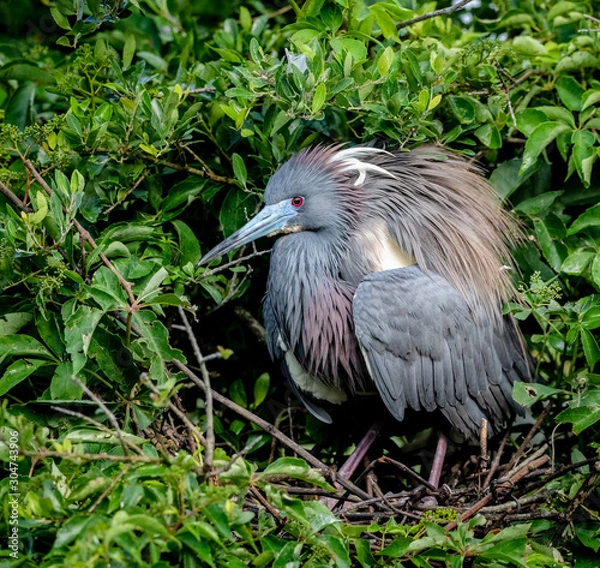 Fototapeta Heron Nest