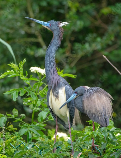 Fototapeta Heron Pair