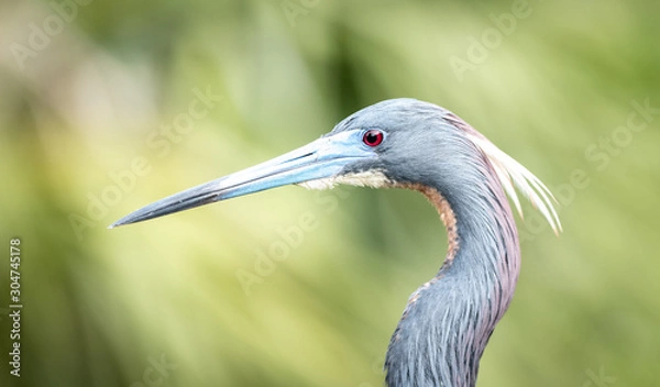 Fototapeta Heron Profile
