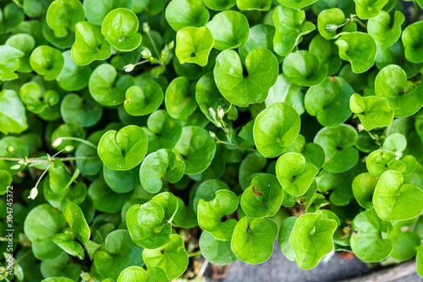 Fototapeta green texture