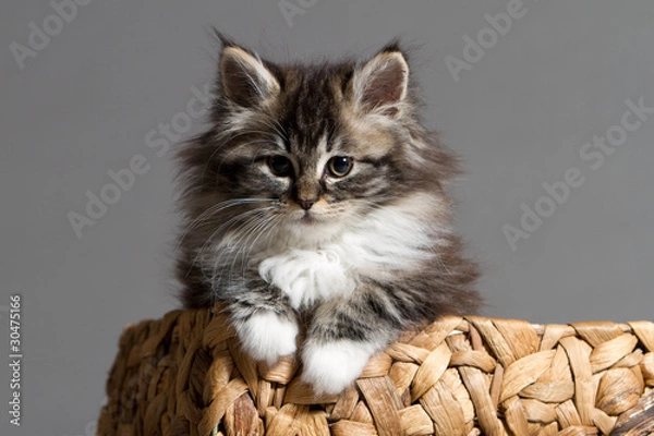 Obraz Katzenwelpe im Korb