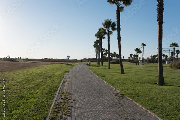 Obraz Paseo con palmeras y cesped