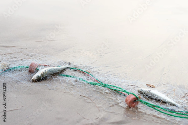 Fototapeta Fish caught in a net, stranded on the beach