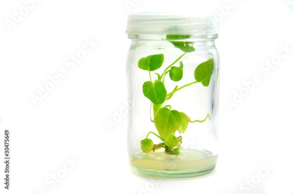 Obraz Plant grow in bottle