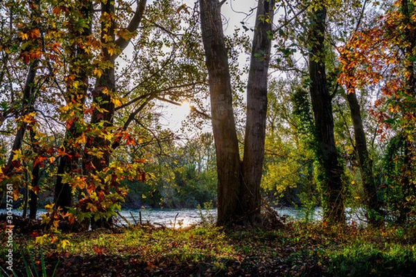 Fototapeta Walk at dawn amid the trees, branches and green leaves. In the background the water of the river Adda.