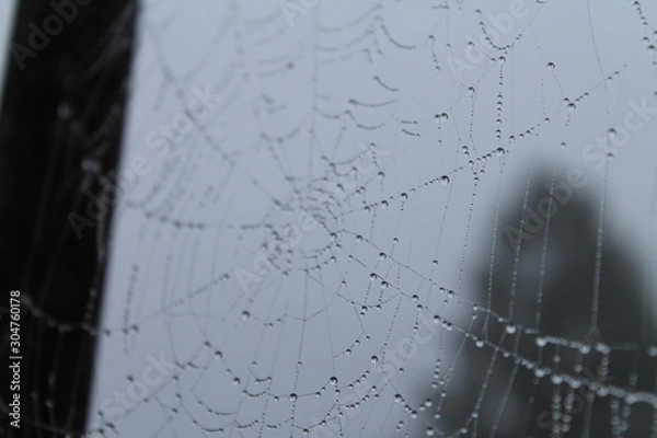Fototapeta spider web with water drops