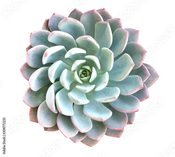 Obraz Green succulent cactus flower tropical plant top view isolated on white background, clipping path included