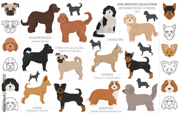 Obraz Designer dogs, crossbreed, hybrid mix pooches collection isolated on white. Flat style clipart dog set.