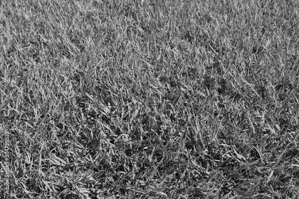 Obraz black background