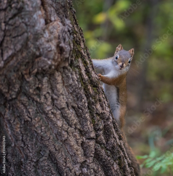 Fototapeta Red squirrels