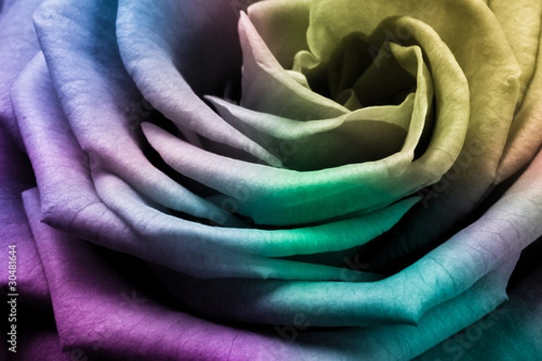 Obraz multicolor rose