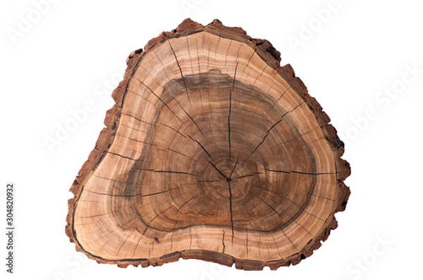 Fototapeta A slice of a tree on a white background. Walnut