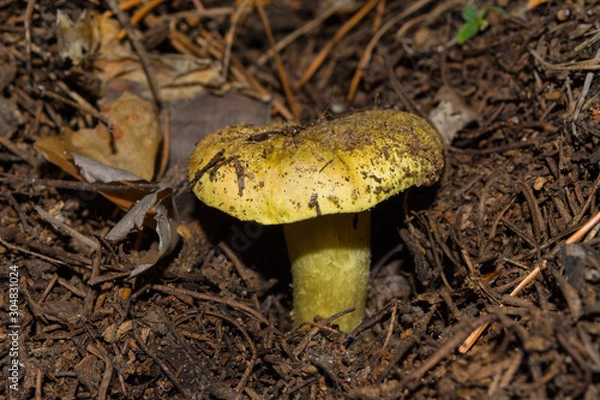 Obraz Young big mushroom Tricholoma equestre closeup. Also has other names: Horseman, Tricholoma flavovirens, Agaricus equestris, Man on Horseback, Yellow Knight. Selective focus, shallow depth of field.