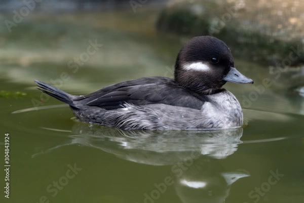 Fototapeta Female Bufflehead Duck Floating on Water