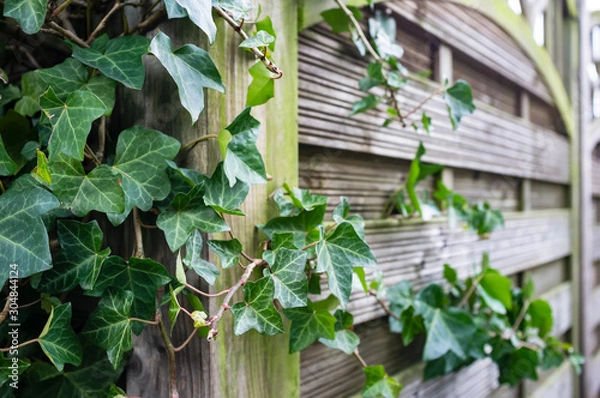 Fototapeta Evergreen shrub of common ivy (Hedera helix) curls over a fence.