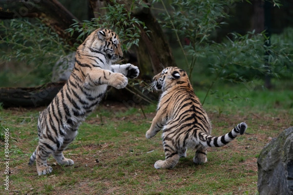 Obraz Tiger cubs playing around