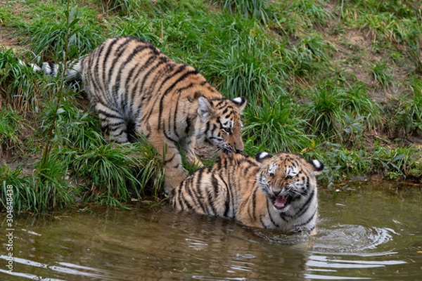 Fototapeta Tiger cubs playing in the water
