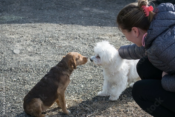 Fototapeta dog making friends with a puppy at a walk