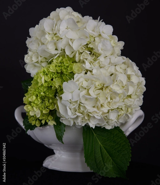 Obraz Hydrangea-83