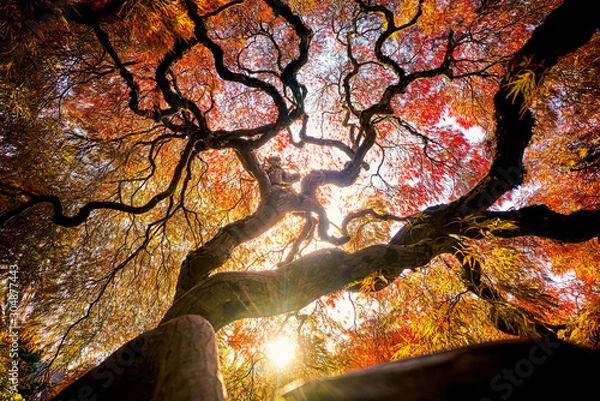 Fototapeta Japanese Maple