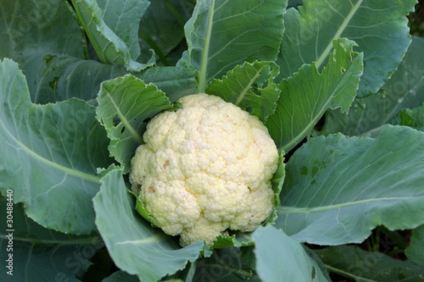 Obraz Cauliflower