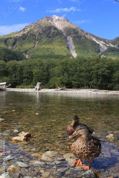 Obraz 焼岳とマガモ