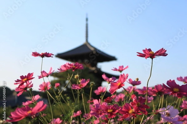 Obraz 法起寺とコスモス