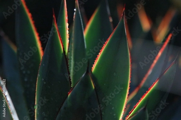 Obraz closeup of a blue glow agave