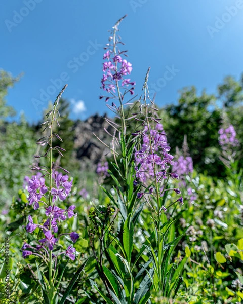 Fototapeta wild flowers