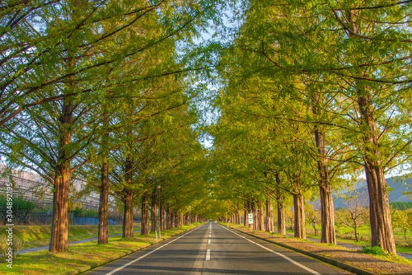 Fototapeta メタセコイア並木