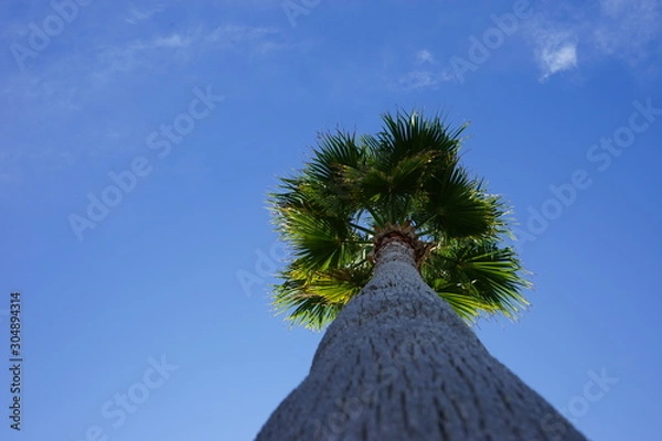 Obraz 下から見たヤシの木