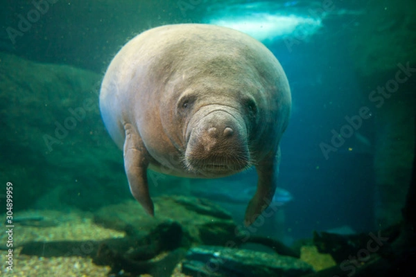 Obraz Manatee