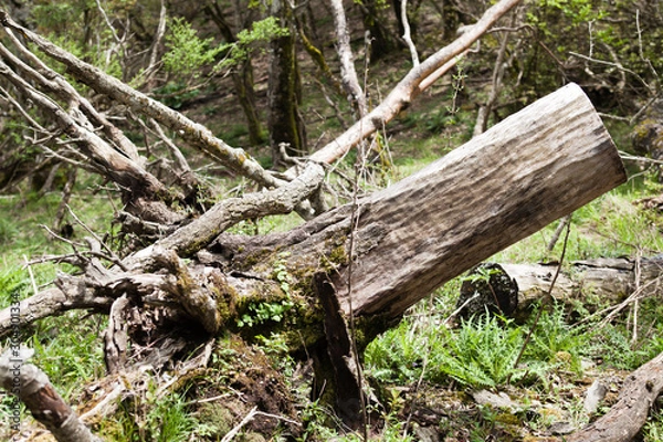 Obraz 丹沢、倒木
