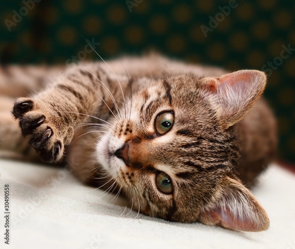 Obraz Tabby Cat laying on side