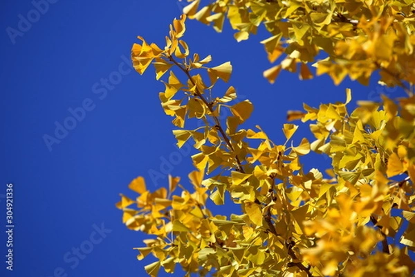 Fototapeta イチョウの紅葉