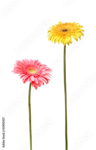 Fototapeta two daisy