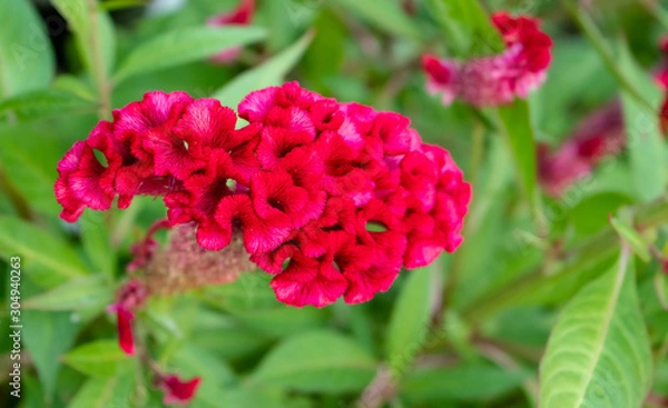 Obraz Cockscomb flower.
