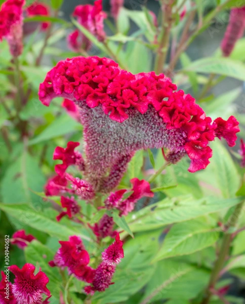 Obraz Cockscomb flower.