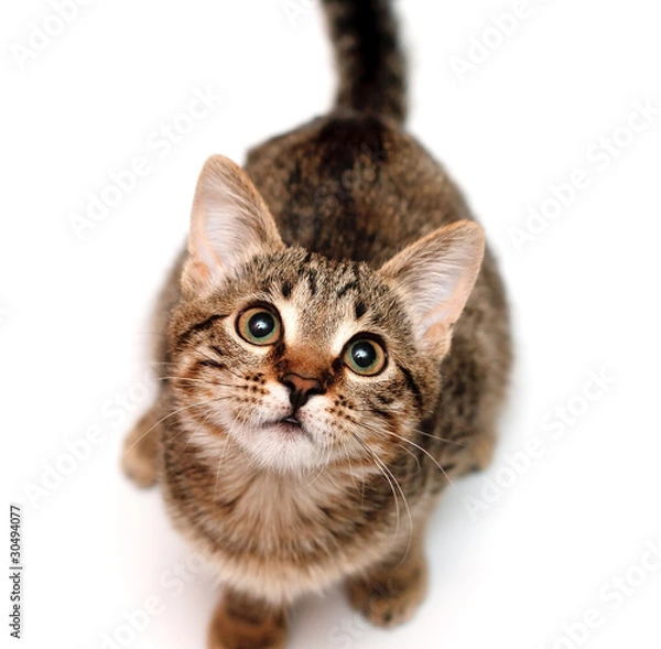 Fototapeta kitten sits on white background