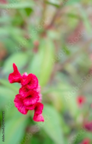 Obraz Cockscomb flower.