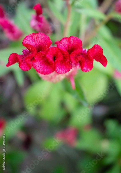 Obraz Cockscomb flower.