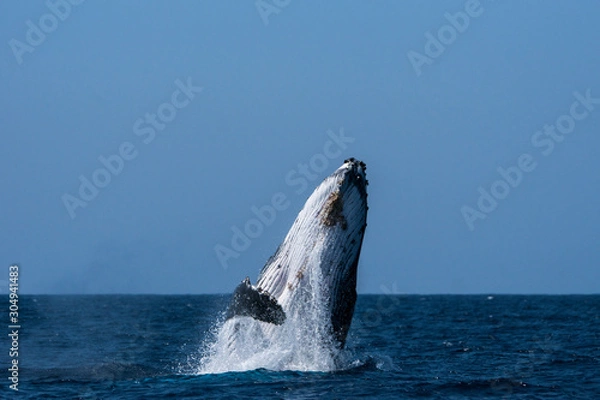 Fototapeta 小笠原の海でジャンプするザトウクジラ