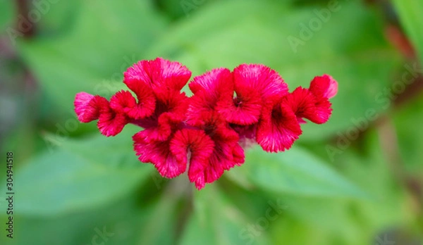 Obraz Cockscomb flower.