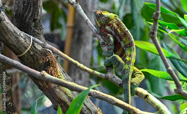 Fototapeta Caméléon