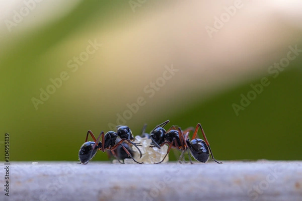 Fototapeta Selective focus black ants eating sugar on ground.Behavior of ants.Worker ants are there working.