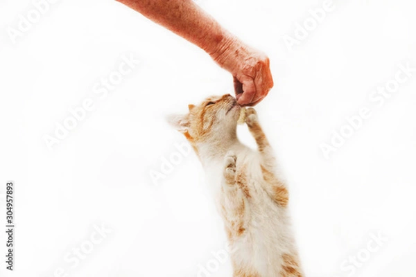 Fototapeta Fluffy red kitten eats from the hands of an old grandmother on a bright background close-up