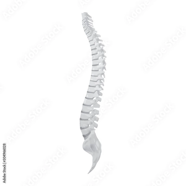Fototapeta Side view of the spine on a white background