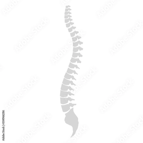 Fototapeta Side view of the spine on a white background