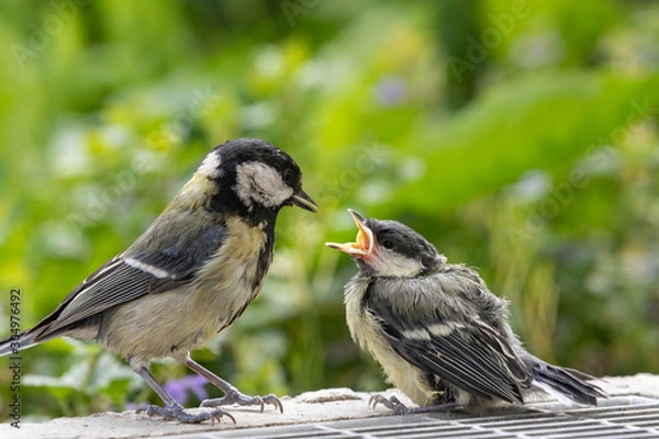 Fototapeta Junge Kohlmeise wird gefüttert -Schnabel offen