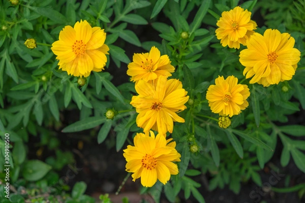 Obraz yellow cosmos flower and green laft.